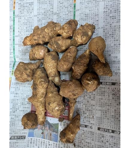 無農薬　 自然栽培のキクイモの種芋１０キログラム Amazon.co.jp: 無農 自然栽培のキクイモの種芋10キログラム : DIY